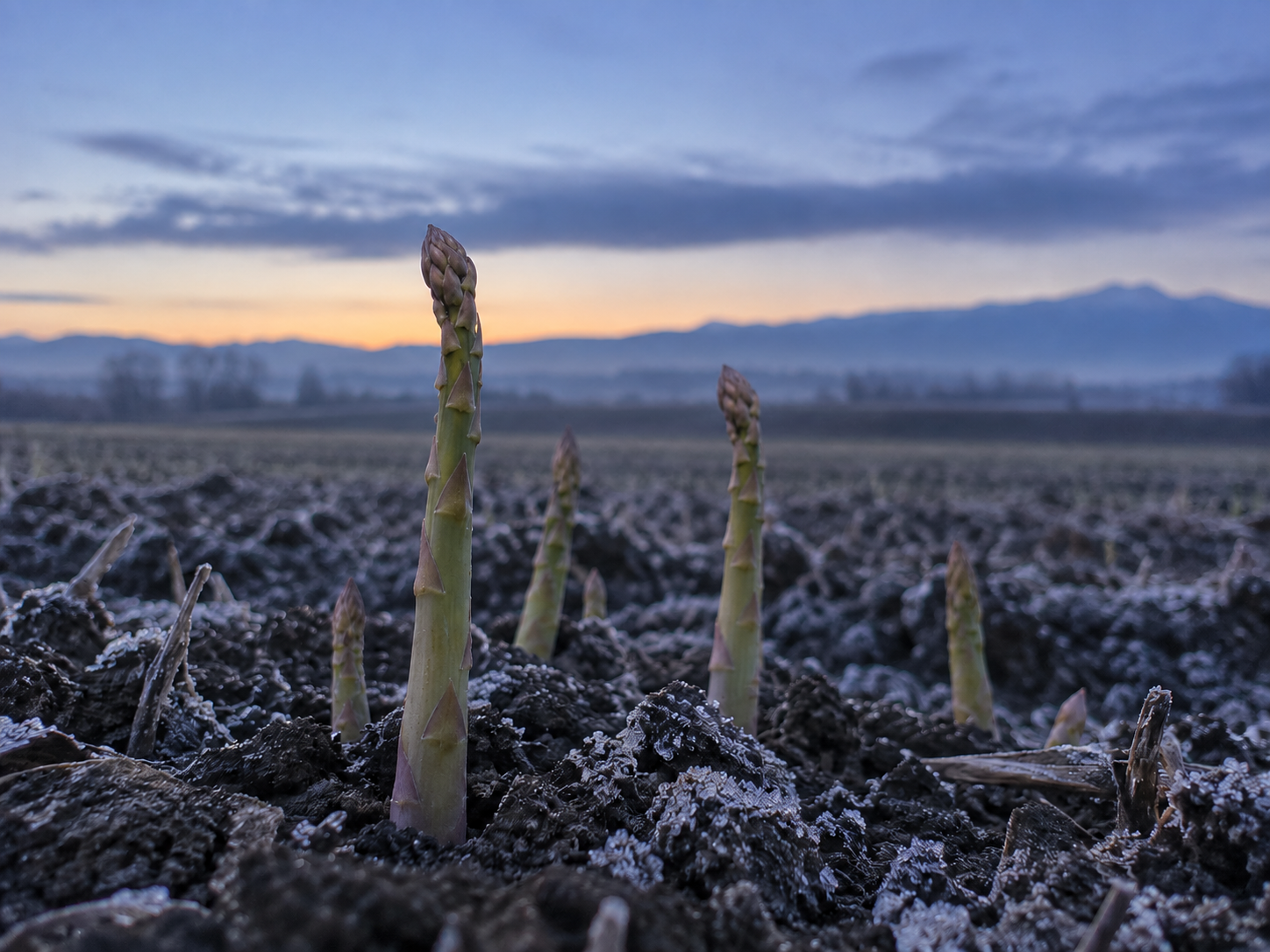 夜明け前の北海道の畑。霜が残る土と、伸び始めたアスパラの芽